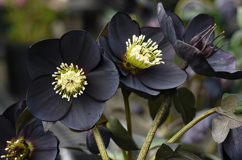 Loài hoa được mệnh danh là kim cương đen mang màu đen huyền bí đẹp làm say lòng người - 2