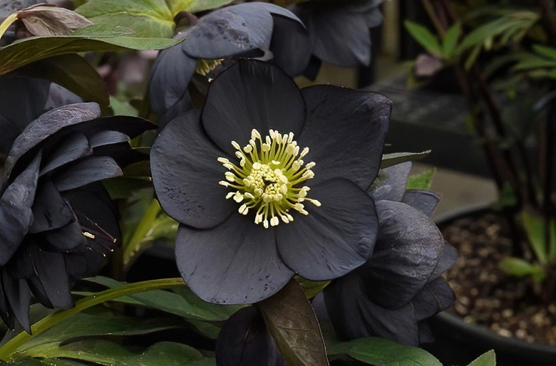 Loài hoa được mệnh danh là kim cương đen mang màu đen huyền bí đẹp làm say lòng người - 3