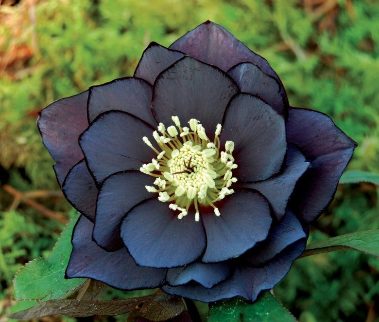 Loài hoa được mệnh danh là kim cương đen mang màu đen huyền bí đẹp làm say lòng người - 4