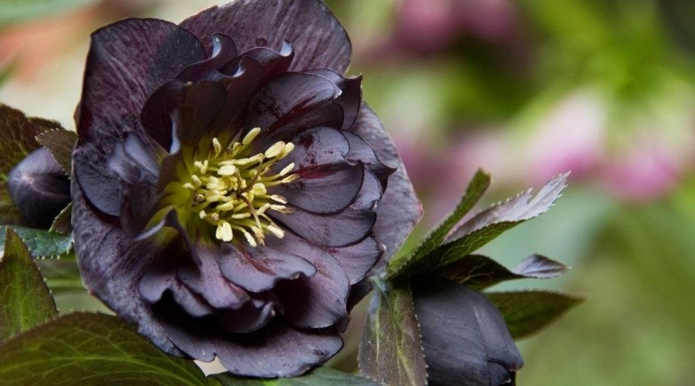 Loài hoa được mệnh danh là kim cương đen mang màu đen huyền bí đẹp làm say lòng người - 5