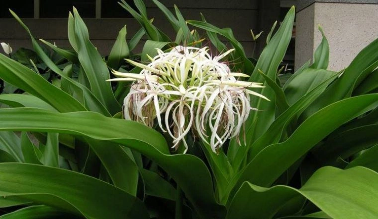 Loài hoa mang vẻ đẹp lạ hương thơm ngát trồng một chậu trong nhà vừa thanh lọc không khí vừa giúp gia đình bình an - 3