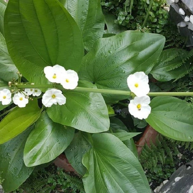 Loài hoa trắng muốt đẹp dịu dàng trồng một chậu trước nhà gia tăng vượng khí hút tài lộc - 2