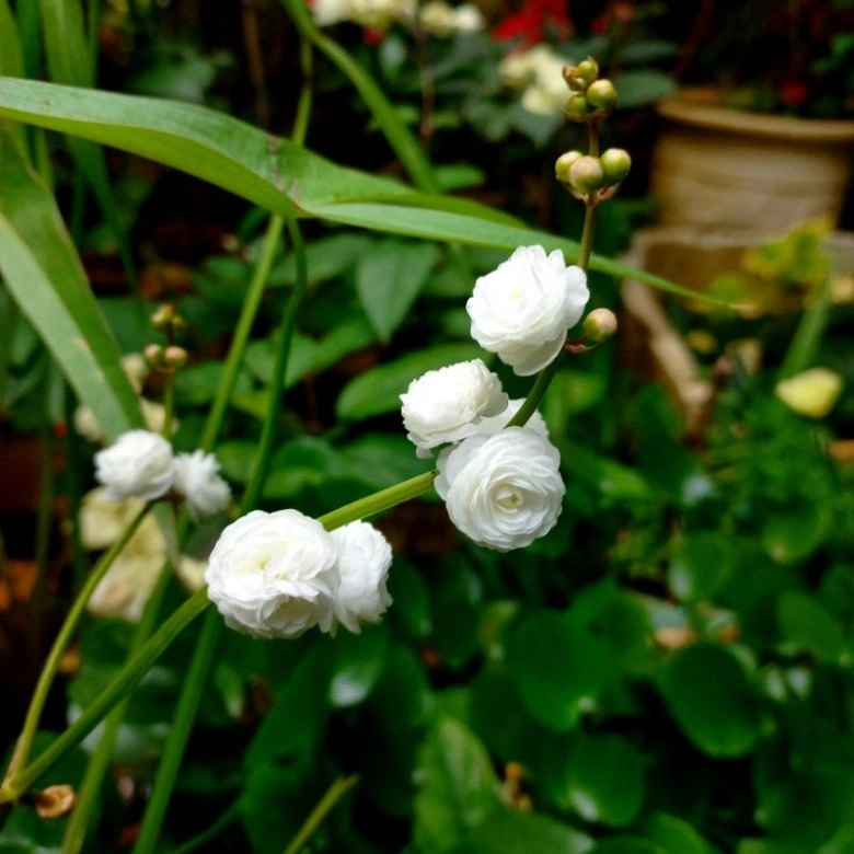 Loài hoa trắng muốt đẹp dịu dàng trồng một chậu trước nhà gia tăng vượng khí hút tài lộc - 3