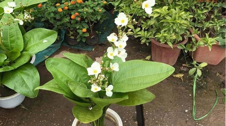 Loài hoa trắng muốt đẹp dịu dàng trồng một chậu trước nhà gia tăng vượng khí hút tài lộc - 5
