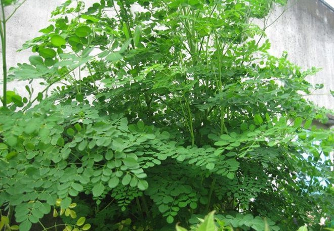 Loại lá xưa toàn rụng vứt đi nay thành đặc sản giá 100000 đồngkg trồng một cây trong nhà ăn quanh năm không hết - 4