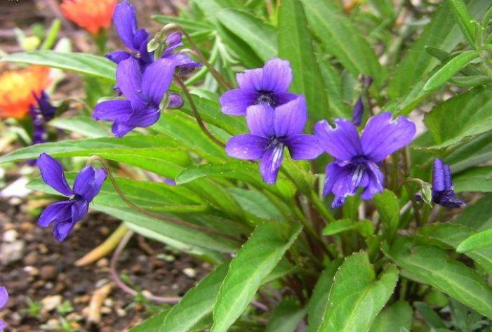 Loại rau dại xưa toàn nhổ vứt đi nay thành đặc sản giá 90000 đồngkg trồng trong vườn nở hoa đẹp như violet - 2