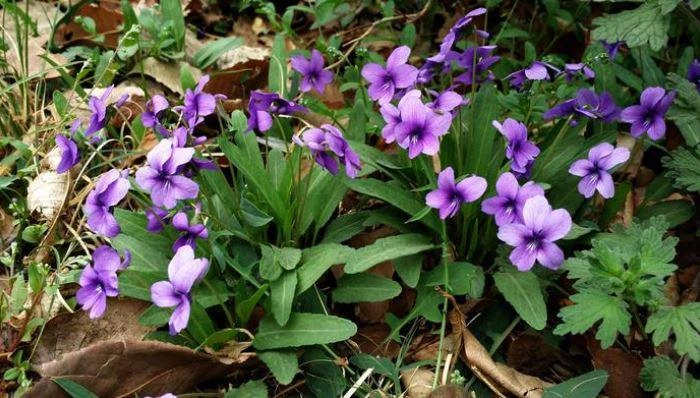 Loại rau dại xưa toàn nhổ vứt đi nay thành đặc sản giá 90000 đồngkg trồng trong vườn nở hoa đẹp như violet - 5