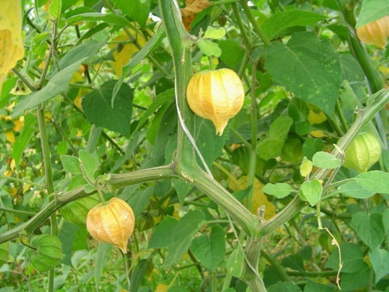 Loại rau xưa mọc hoang nay thành đặc sản 55000 đồngkg quả có giá cao gấp 7 lần trồng một chậu ăn quanh năm - 2
