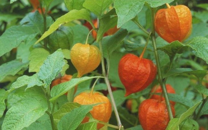 Loại rau xưa mọc hoang nay thành đặc sản 55000 đồngkg quả có giá cao gấp 7 lần trồng một chậu ăn quanh năm - 3
