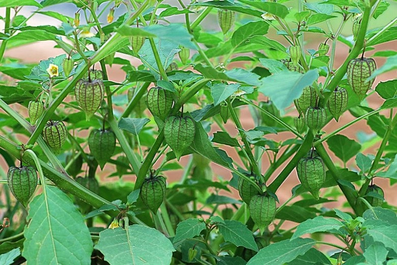 Loại rau xưa mọc hoang nay thành đặc sản 55000 đồngkg quả có giá cao gấp 7 lần trồng một chậu ăn quanh năm - 4