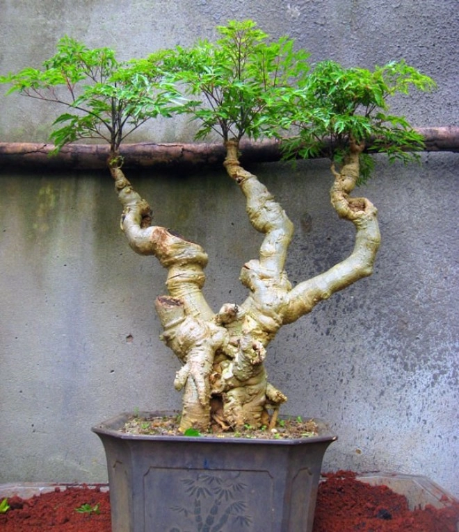 Lá cây này giá 150000 đồngkg rễ quý như nhân sâm trồng một cây vừa ăn vừa làm thuốc lại gọi lộc vào nhà - 4