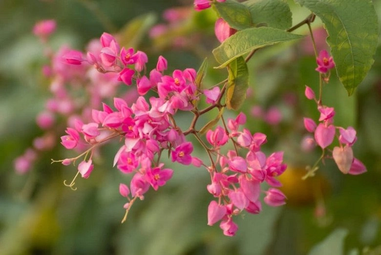 Loài hoa dây leo nhỏ nhưng tỏa hương ngào ngạt không cần chăm sóc cầu kỳ vẫn ra hoa quanh năm - 2