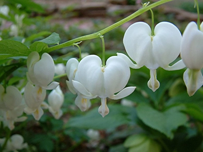 Loài hoa dây leo nhỏ nhưng tỏa hương ngào ngạt không cần chăm sóc cầu kỳ vẫn ra hoa quanh năm - 3