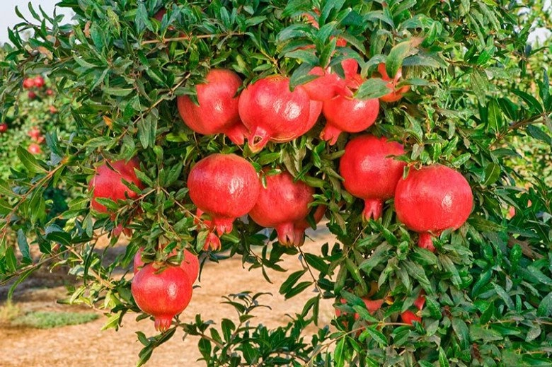 Người thông minh thường trồng 6 cây ăn quả này trước nhà vừa có quả ăn vừa gọi lộc vào nhà - 1