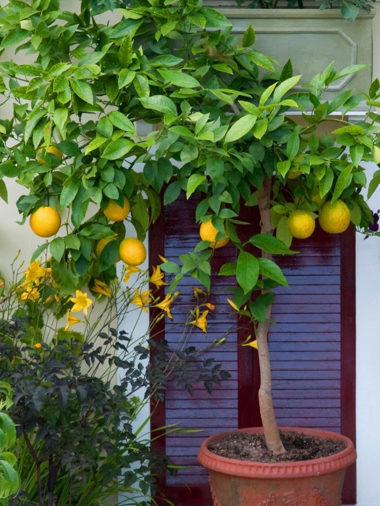 Người thông minh thường trồng 6 cây ăn quả này trước nhà vừa có quả ăn vừa gọi lộc vào nhà - 4