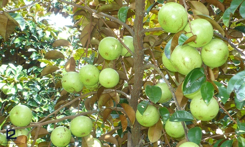 Người thông minh thường trồng 6 cây ăn quả này trước nhà vừa có quả ăn vừa gọi lộc vào nhà - 5