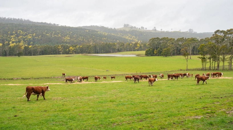 Tại sao tasmania - trái tim của hành tinh thuyết phục được nhiều mẹ việt khó tính - 1