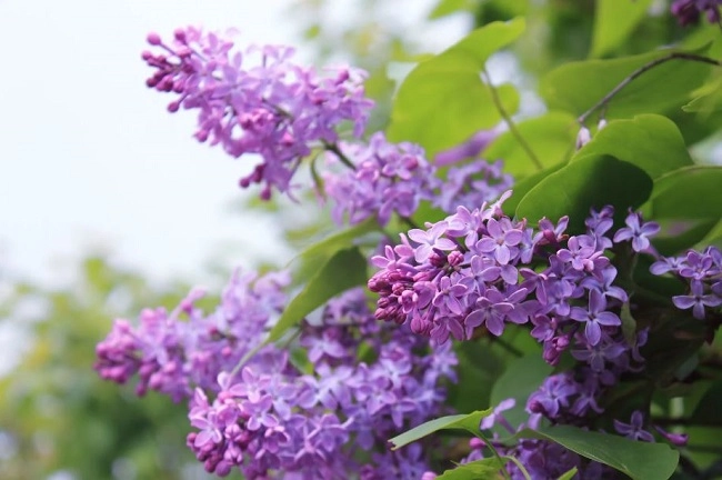 10 loại hoa thơm nức mũi đặt trong nhà bay hết mùi lúc nào cũng có hương thơm thanh mát - 1