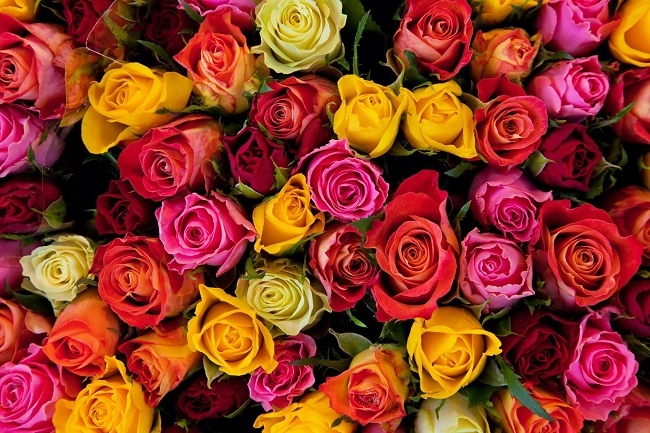 10 loại hoa thơm nức mũi đặt trong nhà bay hết mùi lúc nào cũng có hương thơm thanh mát - 4