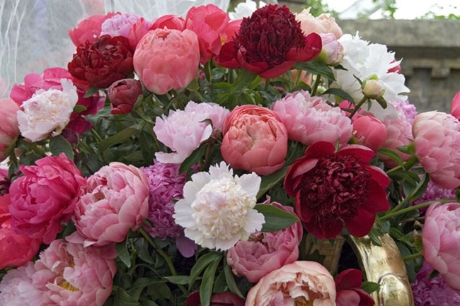 10 loại hoa thơm nức mũi đặt trong nhà bay hết mùi lúc nào cũng có hương thơm thanh mát - 8