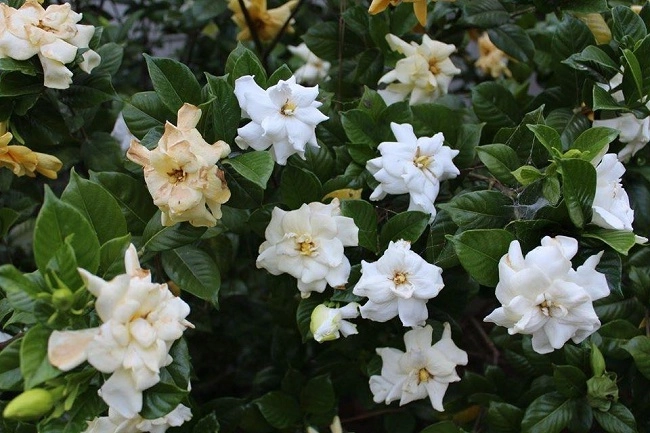 10 loại hoa thơm nức mũi đặt trong nhà bay hết mùi lúc nào cũng có hương thơm thanh mát - 9