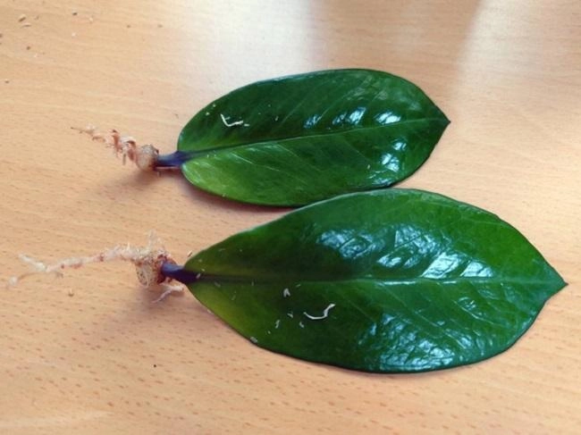2 cách trồng cây kim tiền từ lá và cành đơn giản cây khỏe lá xanh tốt thu hút tài lộc - 2