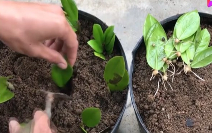 2 cách trồng cây kim tiền từ lá và cành đơn giản cây khỏe lá xanh tốt thu hút tài lộc - 4
