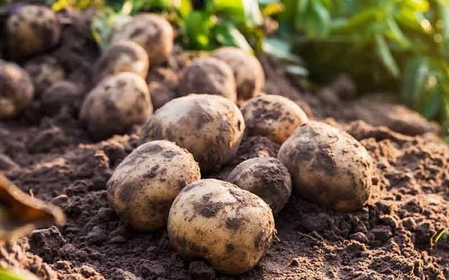 2 cách trồng khoai tây siêu dễ tại nhà mẹo đơn giản cho năng suất cao - 1