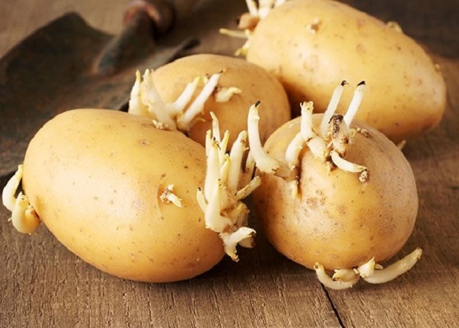 2 cách trồng khoai tây siêu dễ tại nhà mẹo đơn giản cho năng suất cao - 2