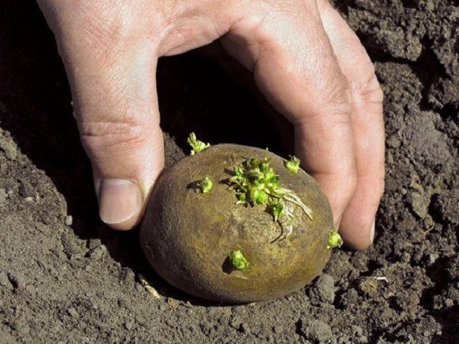 2 cách trồng khoai tây siêu dễ tại nhà mẹo đơn giản cho năng suất cao - 3