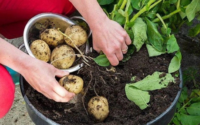 2 cách trồng khoai tây siêu dễ tại nhà mẹo đơn giản cho năng suất cao - 4