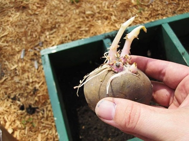 2 cách trồng khoai tây siêu dễ tại nhà mẹo đơn giản cho năng suất cao - 5
