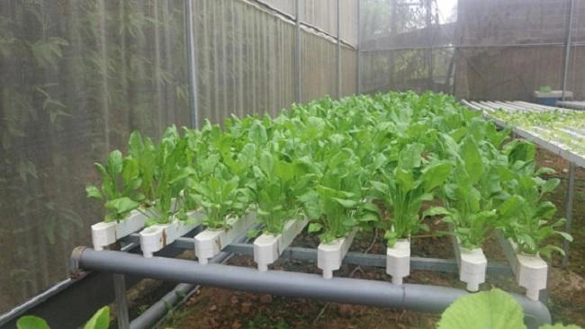 2 cách trồng rau thủy canh tại nhà cực đơn giản nhanh thu hoạch - 1