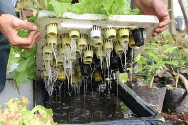 2 cách trồng rau thủy canh tại nhà cực đơn giản nhanh thu hoạch - 4