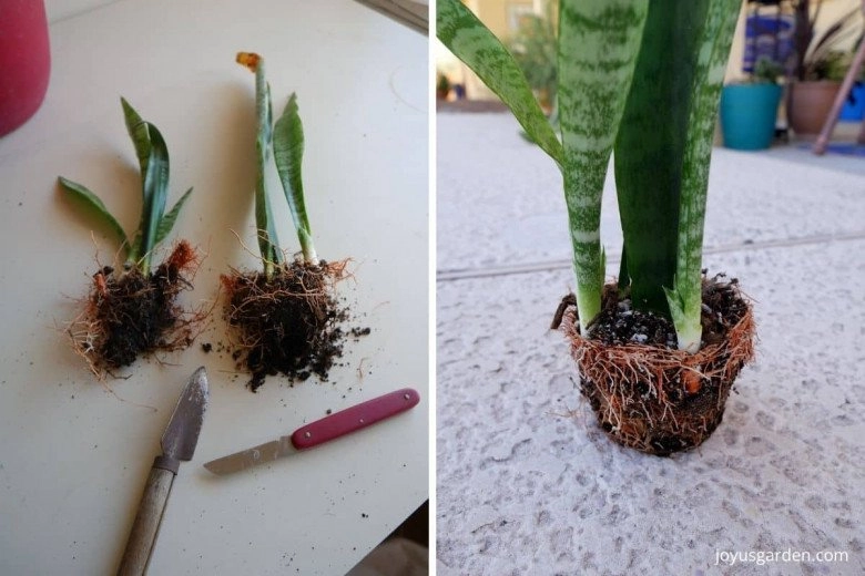 4 cách trồng cây lưỡi hổ từ lá và cành đơn giản cực nhanh ra rễ - 2