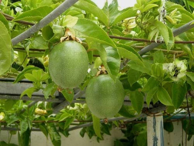 4 loại cây ăn trái vừa đẹp mắt vừa thơm ngon rất thích hợp trồng ở ban công - 1