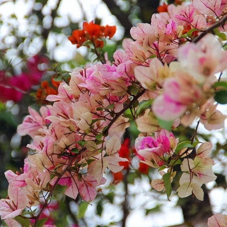 5 loại hoa cần cắt tỉa vào mùa đông càng nhẫn tâm thì sang năm mới trổ nụ - 1