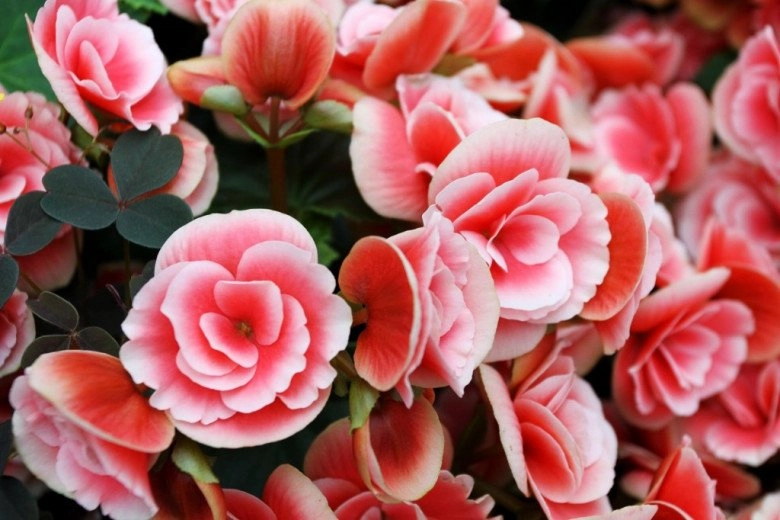 5 loại hoa có khả năng chịu lạnh tốt lại siêng ra hoa chăm đúng cách hoa nở rực rỡ - 3