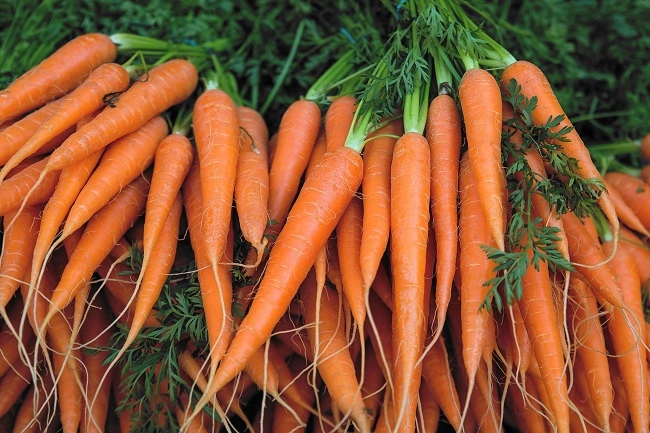 Cách trồng cà rốt tại nhà đơn giản cây lớn nhanh cho củ to không cần chăm sóc nhiều - 1