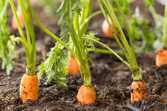 Cách trồng cà rốt tại nhà đơn giản cây lớn nhanh cho củ to không cần chăm sóc nhiều - 2