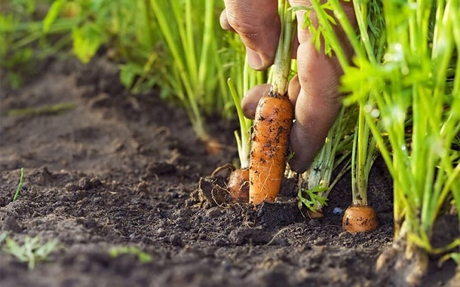 Cách trồng cà rốt tại nhà đơn giản cây lớn nhanh cho củ to không cần chăm sóc nhiều - 4