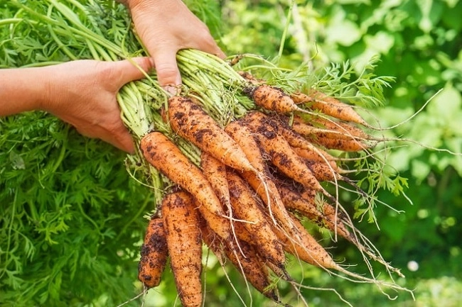 Cách trồng cà rốt tại nhà đơn giản cây lớn nhanh cho củ to không cần chăm sóc nhiều - 5