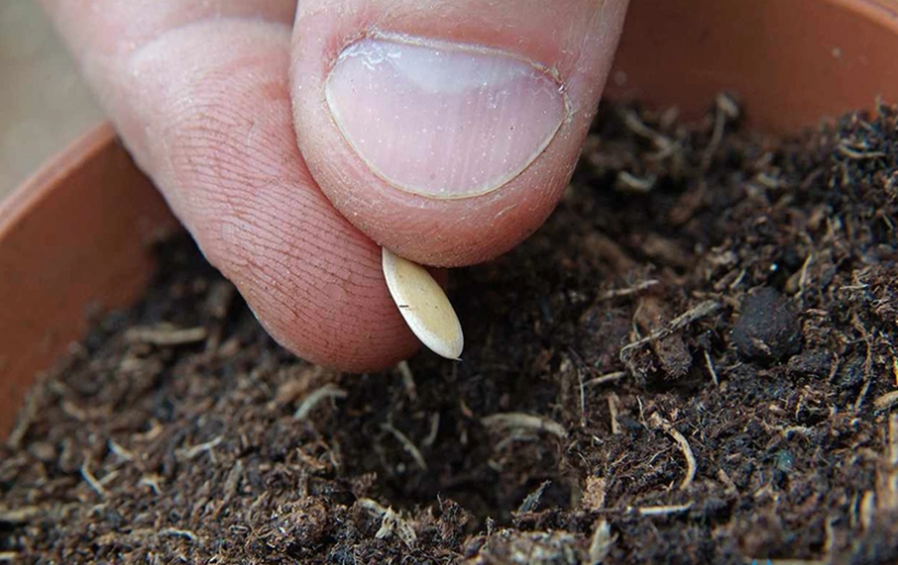 Cách trồng dưa leo tại nhà vô cùng đơn giản cây khỏe ít sâu bệnh ra quả nhiều - 5