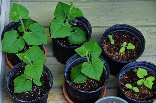 Cách trồng dưa leo tại nhà vô cùng đơn giản cây khỏe ít sâu bệnh ra quả nhiều - 6