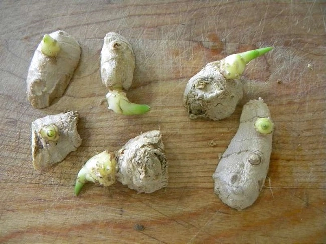 Cách trồng gừng bằng chậu tại nhà đơn giản nhiều củ ăn quanh năm - 3