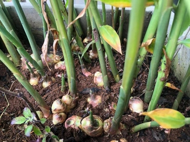 Cách trồng gừng bằng chậu tại nhà đơn giản nhiều củ ăn quanh năm - 4