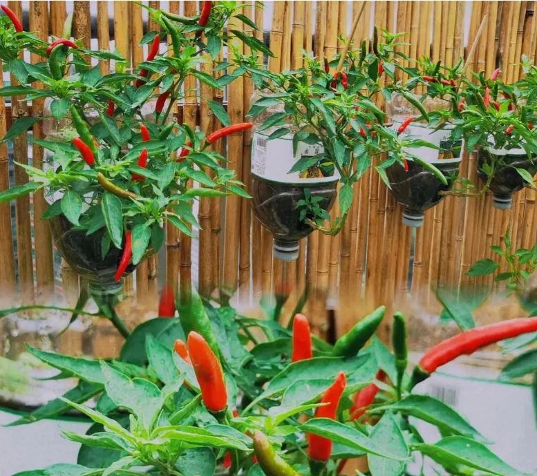 Cách trồng ớt treo ngược ở ban công vừa đẹp vừa tiết kiệm diện tích lại sai trĩu quả hơn nhiều - 1