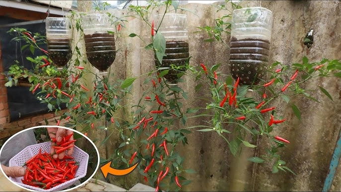 Cách trồng ớt treo ngược ở ban công vừa đẹp vừa tiết kiệm diện tích lại sai trĩu quả hơn nhiều - 2