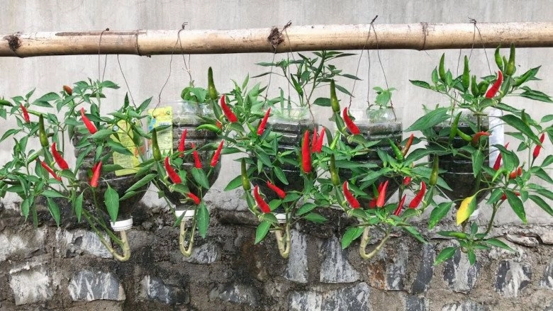 Cách trồng ớt treo ngược ở ban công vừa đẹp vừa tiết kiệm diện tích lại sai trĩu quả hơn nhiều - 3