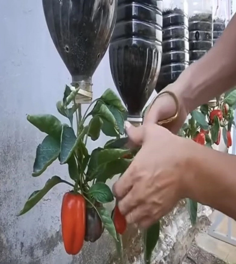 Cách trồng ớt treo ngược ở ban công vừa đẹp vừa tiết kiệm diện tích lại sai trĩu quả hơn nhiều - 12